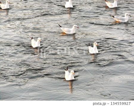 花見川河口のユリカモメ 134559927