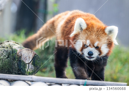 天真爛漫 レッサーパンダ 天真爛漫 レッサーパンダ 134560088