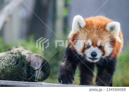 天真爛漫 レッサーパンダ 天真爛漫 レッサーパンダ 134560089