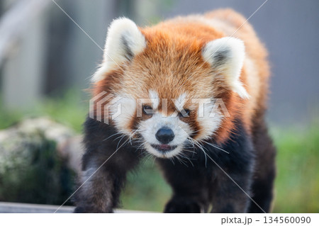 天真爛漫 レッサーパンダ 天真爛漫 レッサーパンダ 134560090