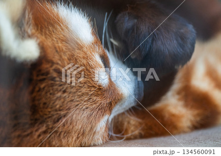 天真爛漫 レッサーパンダ 天真爛漫 レッサーパンダ 134560091