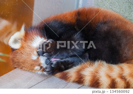 天真爛漫　レッサーパンダ 134560092