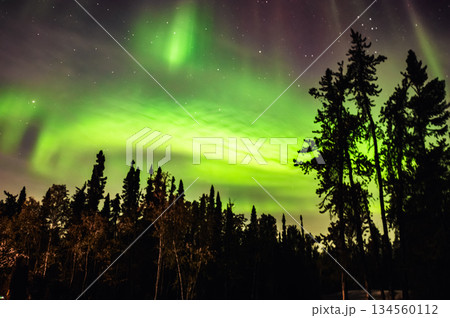 カナダ・イエローナイフの森上空に広がる鮮やかなグリーンのオーロラ 134560112