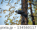 森の木にとまる野鳥と自然の息づかいを感じる風景素材 134560117