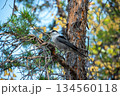 森の木にとまる野鳥と自然の息づかいを感じる風景素材 134560118