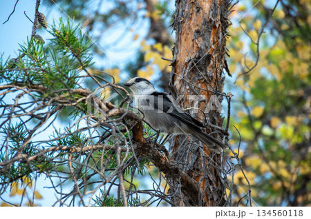 森の木にとまる野鳥と自然の息づかいを感じる風景素材 134560118