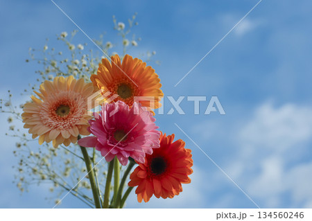 青空に映えるガーベラとかすみ草の花束 コピースペース 青空に映えるガーベラとかすみ草の花束 コピースペース 134560246