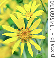 ツワブキ 134560330