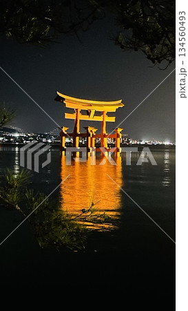 ライトアップされた夜の大鳥居　厳島神社 134560493