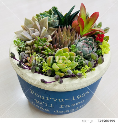 青い陶器鉢に入った多肉植物 青い陶器鉢に入った多肉植物 134560499