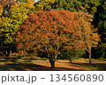 秋の森の散歩道で赤く染まった大きな木 134560890