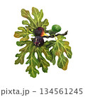 An illustration of a fig tree branch on a white background. Hand-drawn in watercolor. Suitable for printing products, postcards, and souvenirs. 134561245