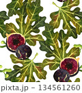 Seamless pattern with fig fruits and leaves on a white background. The illustrations are hand-drawn in watercolor. Suitable for printing on fabric and paper. 134561260