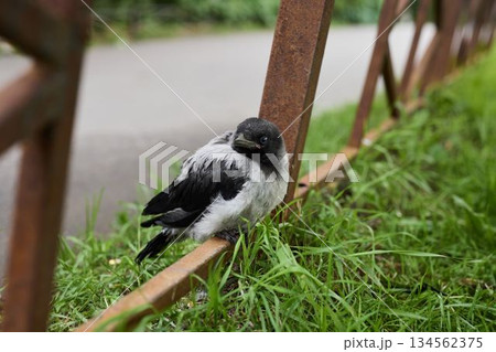 Relaxed hooded crow resting near grass and metal railing 134562375