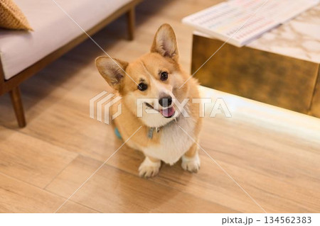 welcoming corgi on hardwood floor, loyal canine offers friendly greeting in cozy boutique environment 134562383