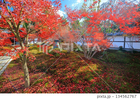 【京都府】晴天の西来院の前庭(九華青蓮)と紅葉 【京都府】晴天の西来院の前庭(九華青蓮)と紅葉 134562767