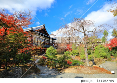【京都府】晴天の祇園甲部歌舞練場の庭の紅葉 【京都府】晴天の祇園甲部歌舞練場の庭の紅葉 134562769