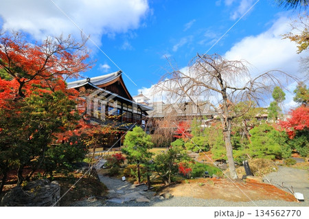 【京都府】晴天の祇園甲部歌舞練場の庭の紅葉 【京都府】晴天の祇園甲部歌舞練場の庭の紅葉 134562770