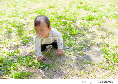公園の芝生の上で元気にハイハイして動き回る赤ちゃん 公園の芝生の上で元気にハイハイして動き回る赤ちゃん 134562931