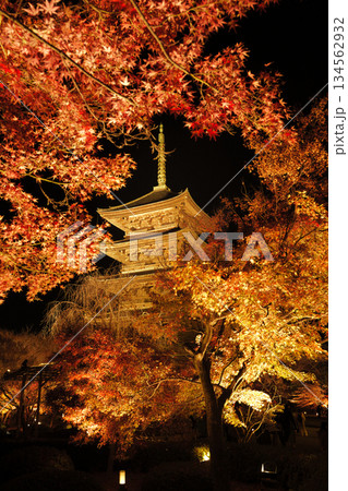 黄金色に輝く紅葉のフレームに包まれた、東寺・五重塔の幻想的な夜間ライトアップ 134562932