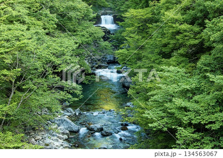 中津川市、森の中を流れる付知川 134563067