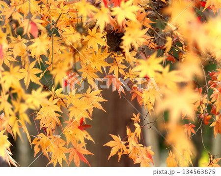 紅葉 紅葉 134563875