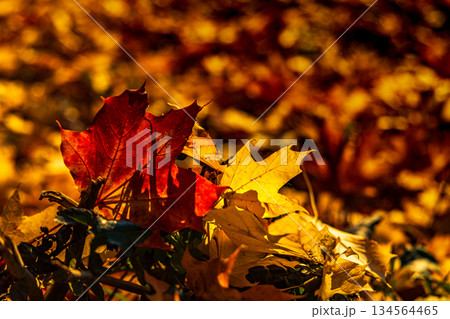 Close-up of vibrant red maple leaf on golden autumn ground Close-up of vibrant red maple leaf on golden autumn ground 134564465