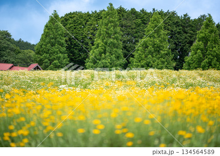 三重県　青山高原　一面の菜の花畑 134564589