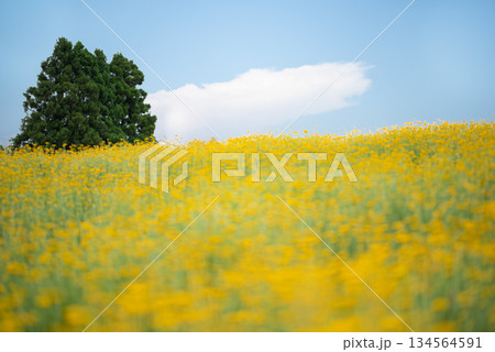 三重県 青山高原 一面の菜の花畑に立つ木 三重県 青山高原 一面の菜の花畑に立つ木 134564591