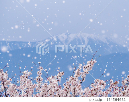 弘法山古墳から望む桜吹雪と残雪の北アルプス 134564681