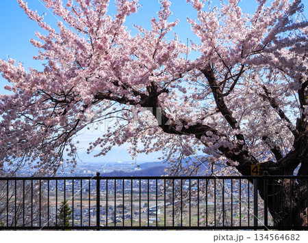 姨捨駅の満開の桜と眼下に広がる姨捨の棚田 姨捨駅の満開の桜と眼下に広がる姨捨の棚田 134564682
