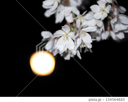 闇夜に浮かび上がる夜桜と月明かりのような光 闇夜に浮かび上がる夜桜と月明かりのような光 134564683