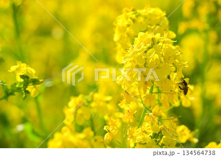 黄色い菜の花 134564738