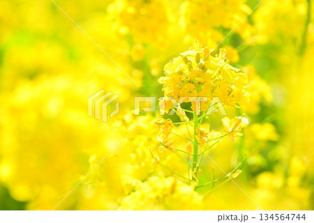 黄色い菜の花 134564744