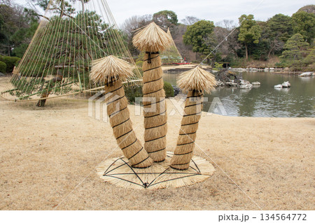 六義園の日本庭園で行われる冬囲いとこも巻きの風景 134564772