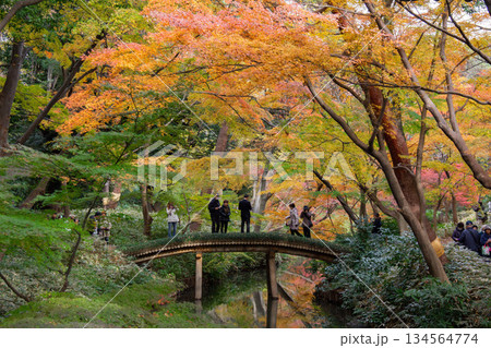 六義園の紅葉に包まれた小橋と散策する人々 日本庭園の秋景色 134564774