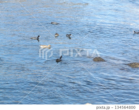 花見川河口の鵜とヒドリガモ 花見川河口の鵜とヒドリガモ 134564800