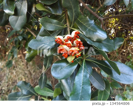 実、果実、クロガネモチ、黒鉄黐、植物、木、樹木、葉、緑色、庭木、屋外、青空、雌雄異株、常緑高木、検見 実、果実、クロガネモチ、黒鉄黐、植物、木、樹木、葉、緑色、庭木、屋外、青空、雌雄異株、常緑高木、検見 134564806