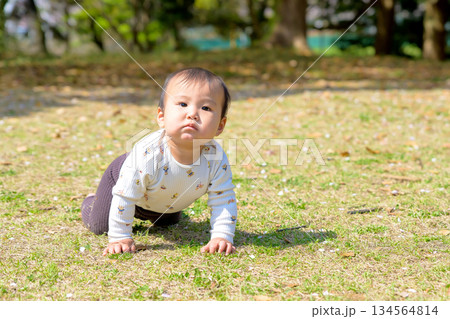 公園の芝生の上で元気にハイハイして動き回る赤ちゃん　トリミングアップ 134564814