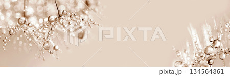 Panoramic macro abstract of dandelion seeds with water drops in soft sepia tones Panoramic macro abstract of dandelion seeds with water drops in soft sepia tones 134564861