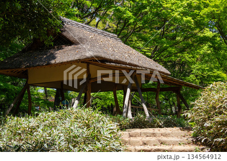 六義園の新緑に囲まれた茅葺きの茶屋 日本庭園の静かな風景 六義園の新緑に囲まれた茅葺きの茶屋 日本庭園の静かな風景 134564912