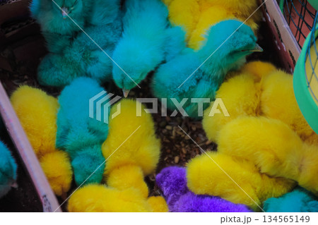Colorful Dyed Baby Chicks Group 134565149