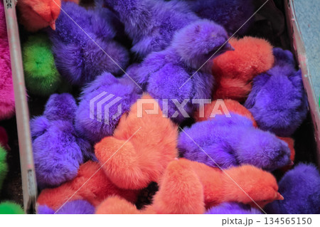 Colorful Dyed Baby Chicks Group 134565150