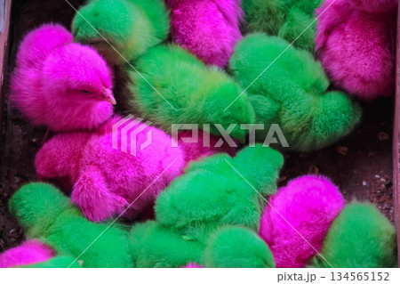 Colorful Dyed Baby Chicks Group Colorful Dyed Baby Chicks Group 134565152
