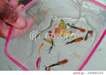 Hand holding pink net scooping up various colorful ornamental fish in water. Hand holding pink net scooping up various colorful ornamental fish in water. 134565153