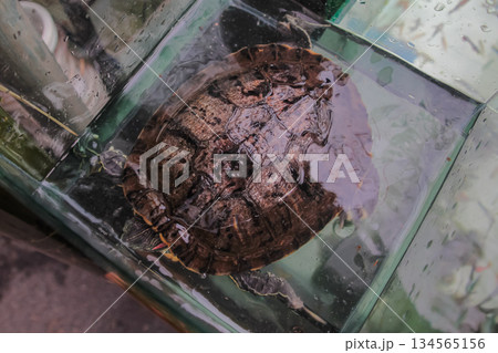 Overhead View of a Red-Eared Slider Turtle in a Small Glass Aquarium Tank. Overhead View of a Red-Eared Slider Turtle in a Small Glass Aquarium Tank. 134565156