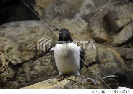 ウミガラス ウミガラス 134565251