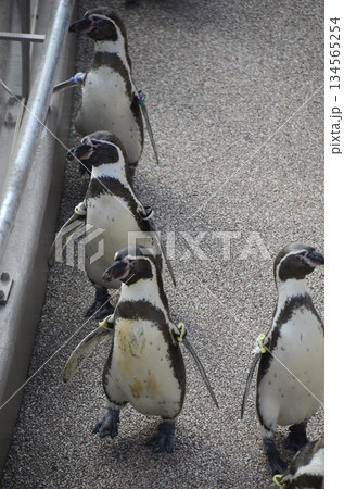 ペンギン 134565254