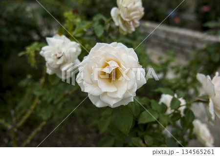 白いバラのアップ 134565261