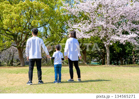 桜満開の家族イメージ 桜の下で手を繋ぐ 花見家族写真 桜満開の家族イメージ 桜の下で手を繋ぐ 花見家族写真 134565271